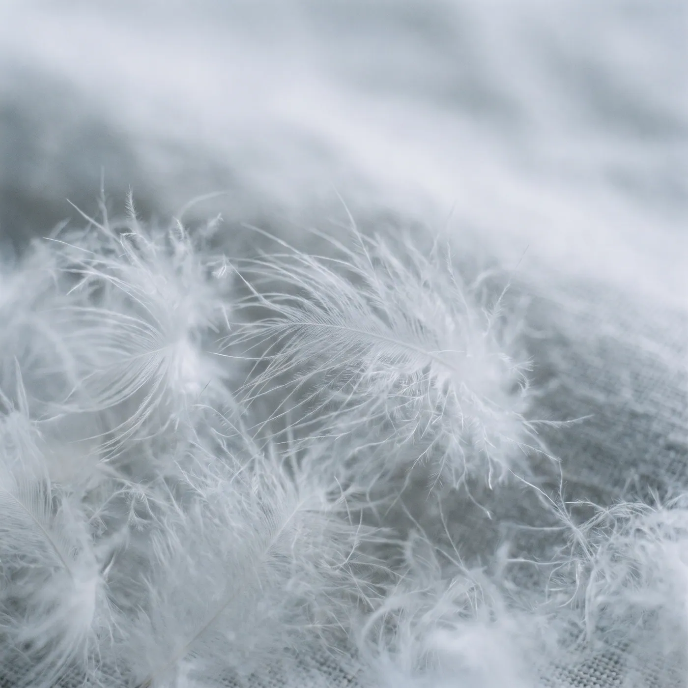 Close-up of soft white duck down clusters